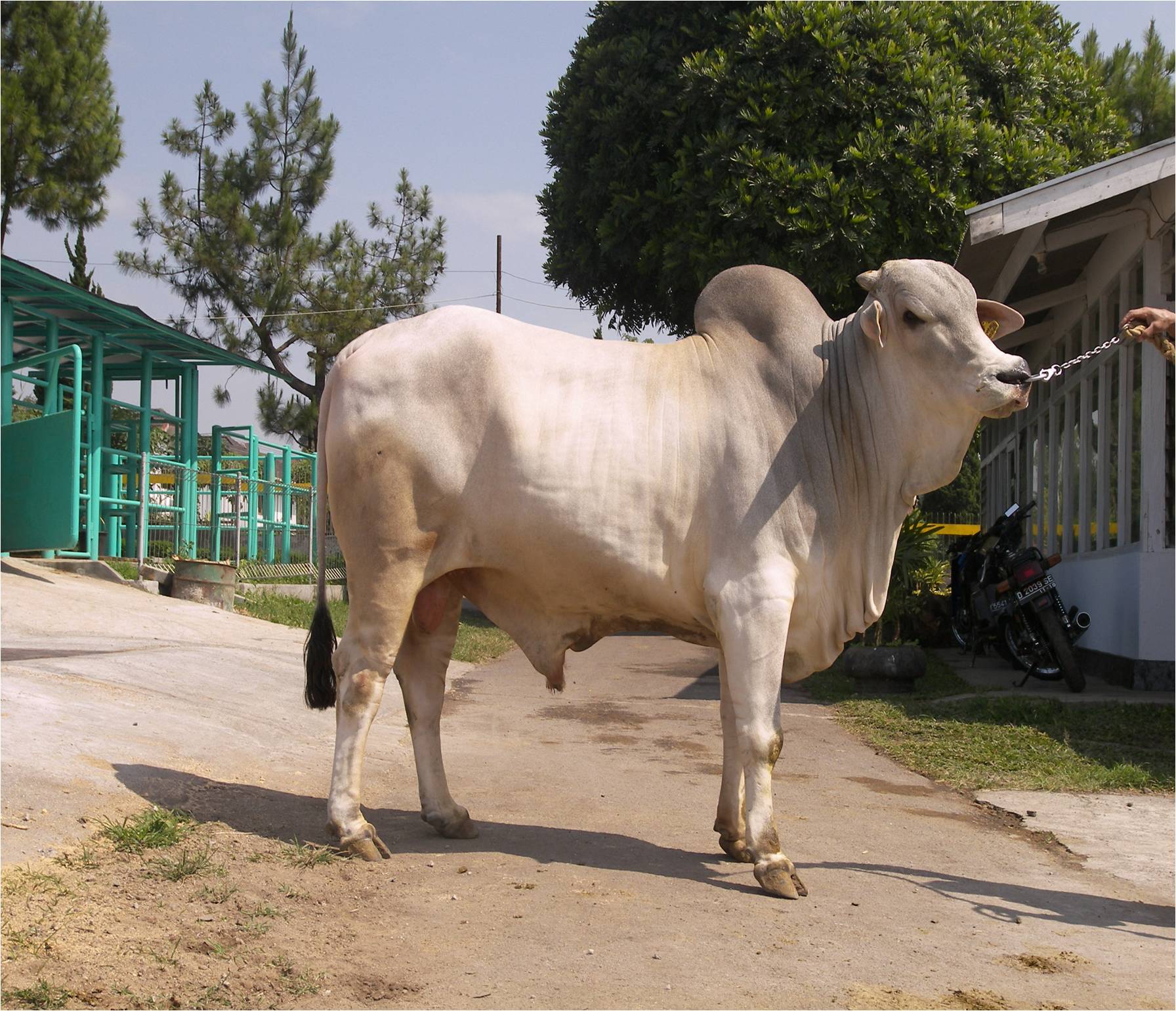 pembuatan pakan ternak sapi fermentasi