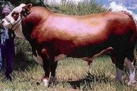 gambar ternak sapi