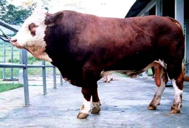 obat ternak sapi cepat gemuk